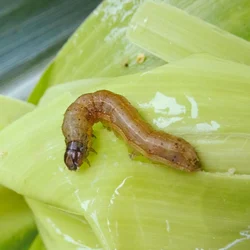 30 Pcs Insect Lures For Fall Armyworm (Spodoptera Frugiperda)